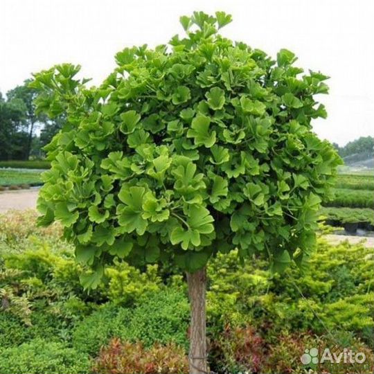Саган-дайля, морозник, азимина, омела, гинкго
