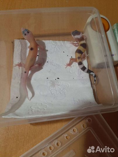 Леопардовый геккон Эублефар