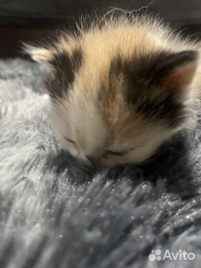 Котята в добрые руки даром