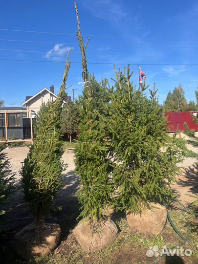 Сосна 3 метра