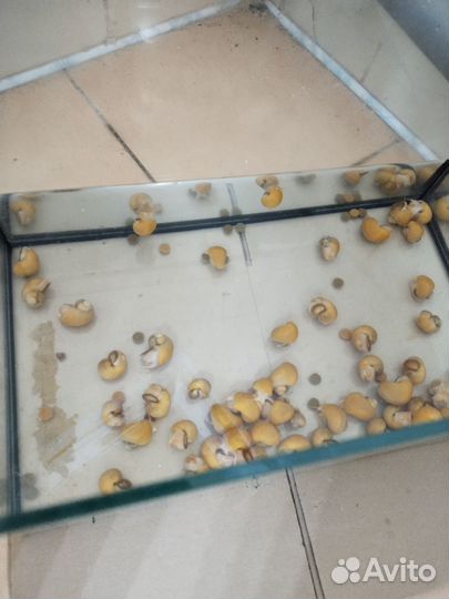 Улитки аквариумные