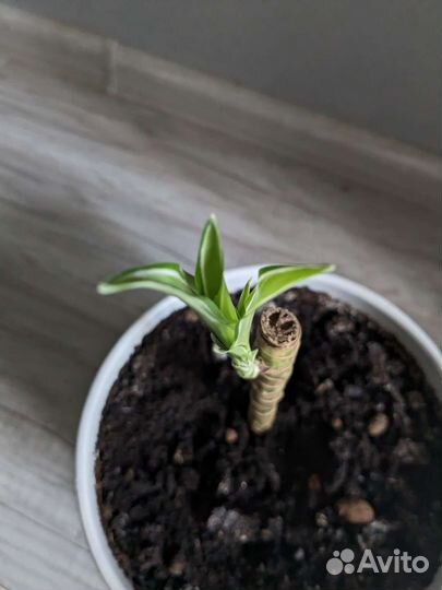 Драцена душистая