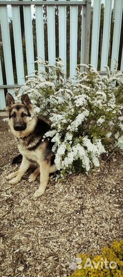 Спирея серая грифшейм