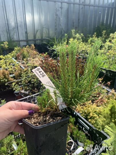 Сосна горная пумилио