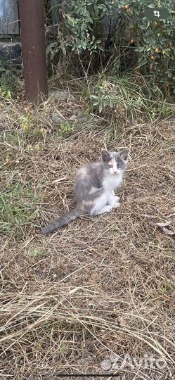 Кошечка в добрые руки