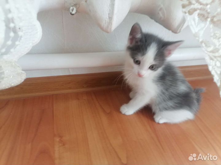 Котята в дар