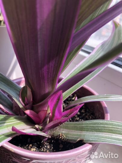 Рэо (Традесканция покрывальчатая)