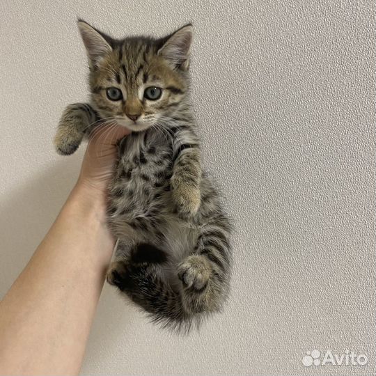 Котенок