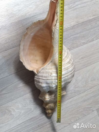 Ракушка 50см