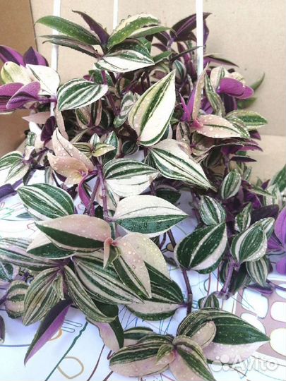 Традесканции 111