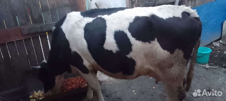 Корова дойная