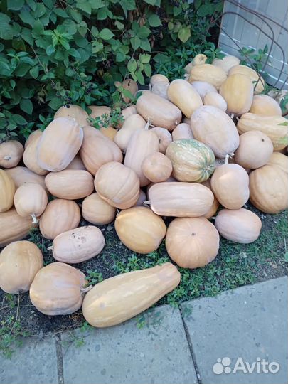 Тыква витаминная