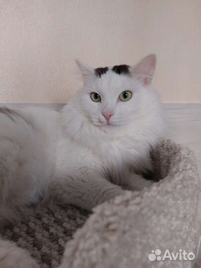 Кот ищет дом