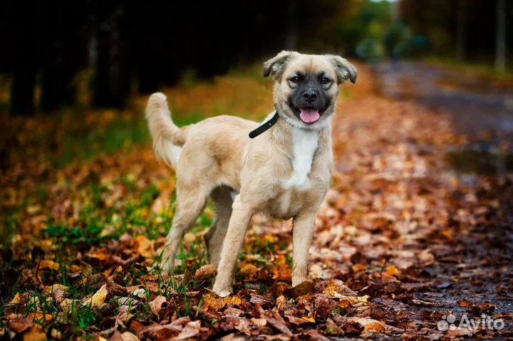 Миниатюрный Кузя в дар