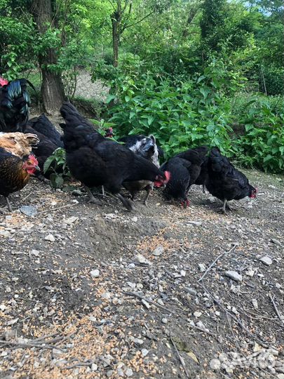 Хурик-птица