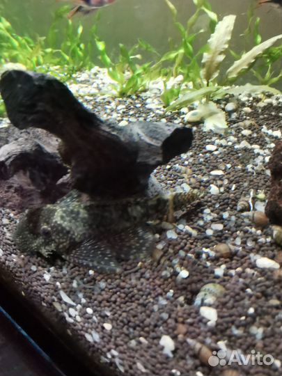 Продам мальков сомика