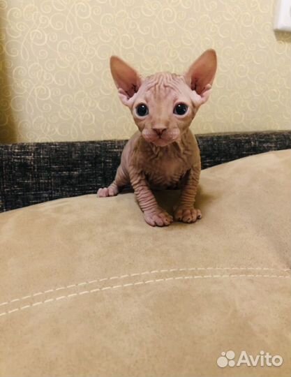 Канадский сфинкс котята мальчики