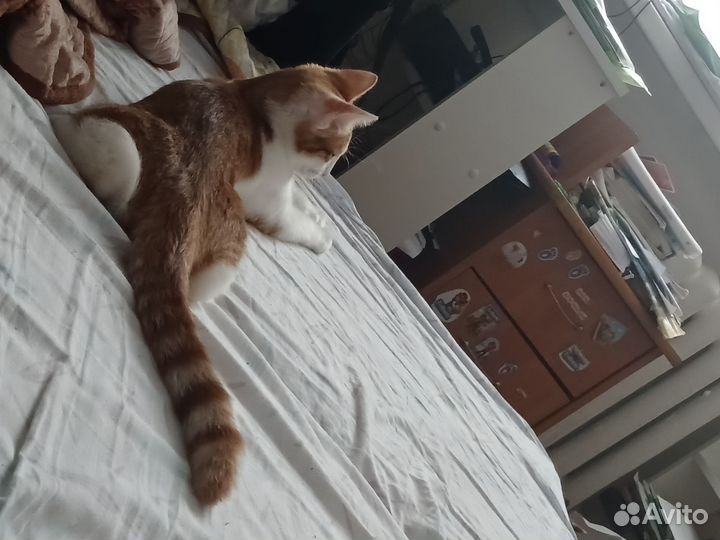 Кошки в добрые руки