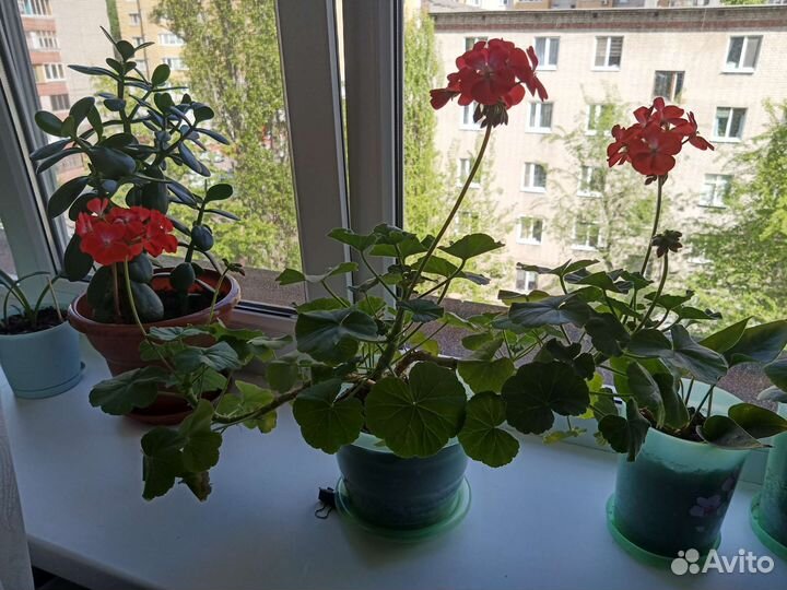 Герань красная