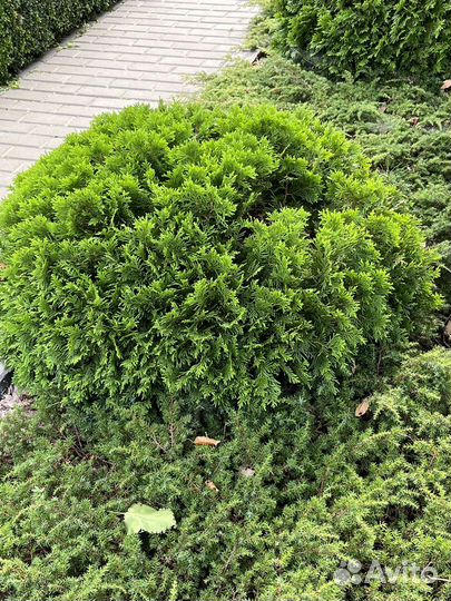 Туя шаровидная Даника