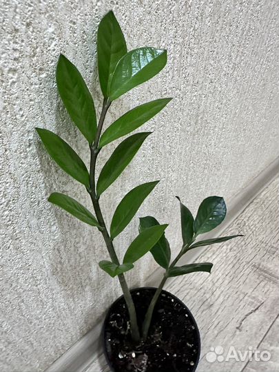 Комнатные растения цветы