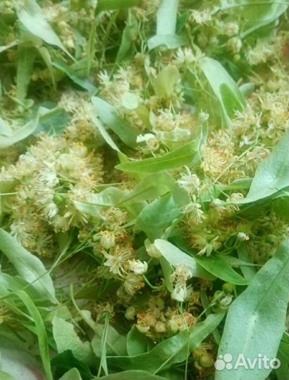 Чабрец, мята