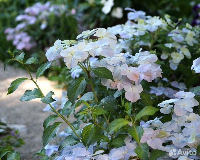 Гортензии Френч болеро