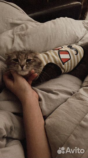 Метис скотишфолд