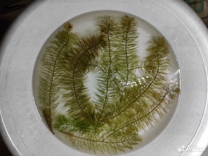 Перистолистник Рорайма