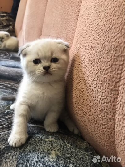Шотландские котята