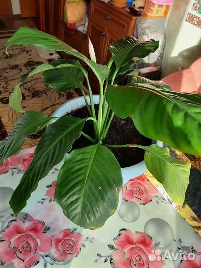 Комнатные цветы