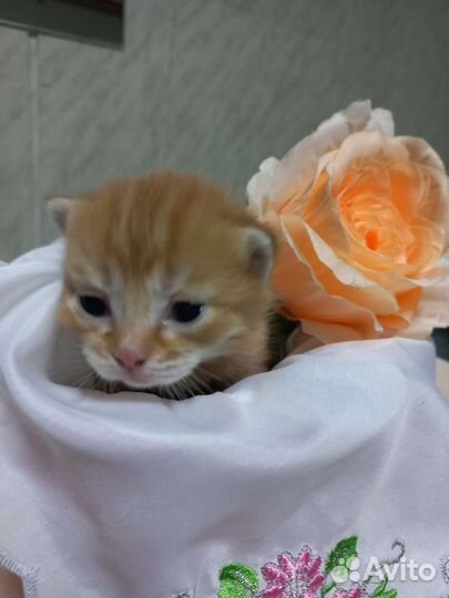 Отдам котят в заботливые и добрые руки