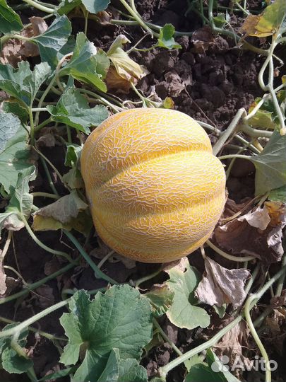 Семена дыни Эфиопки