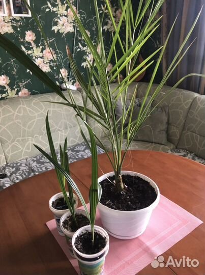 Финиковая пальма саженцы