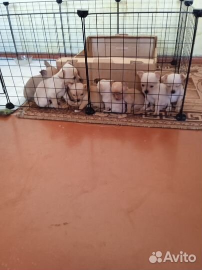 Той-терьер щенки