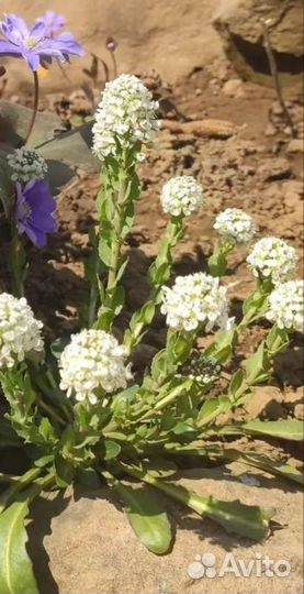 Растения на альпийскую горку семена