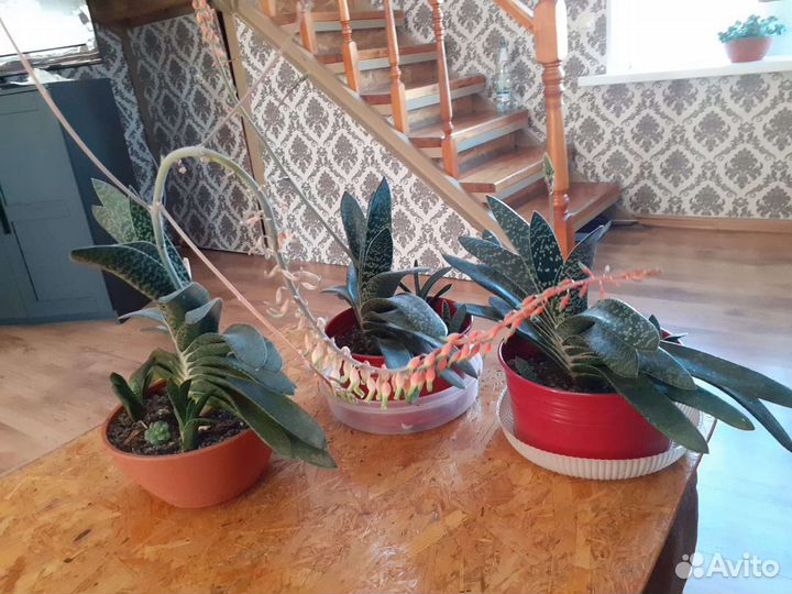 Комнатные растения