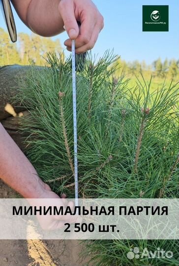 Саженцы ели европейской окс