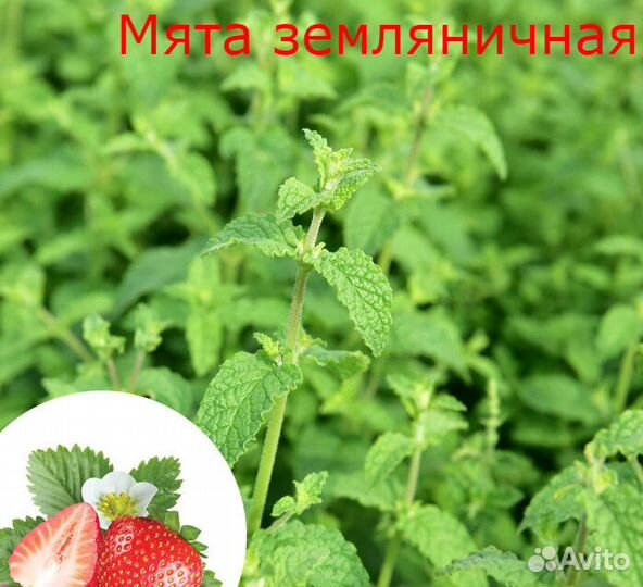 Сортовая Мята