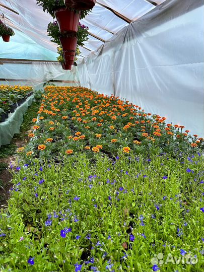 Рассада цветов. Петуния