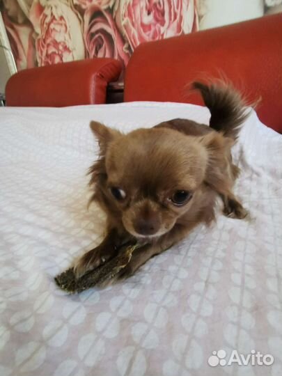 Погрызушки лакомство для хвостиков