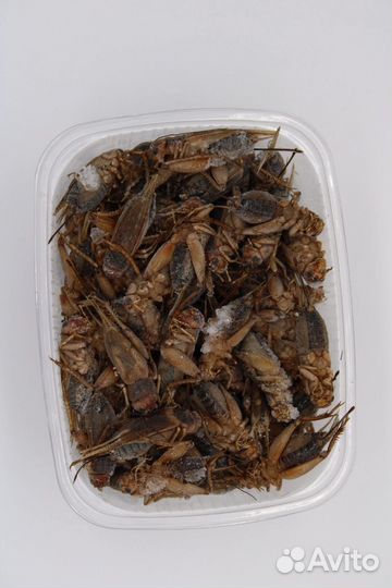 Сверчки заморозка