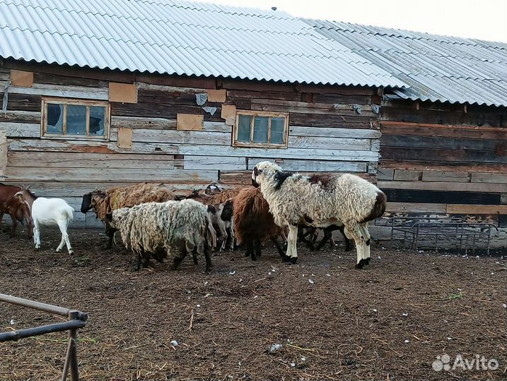 Баран гиссар
