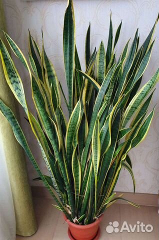 Сансевьерия сортовая
