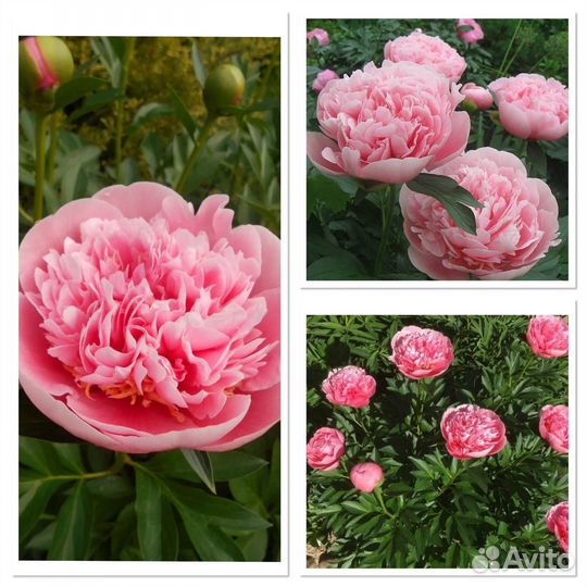 Пион Etched Salmon, ито-гибрид New Orange