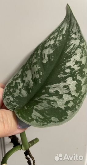 Сциндапсус треба в белом горшочке с поддоном