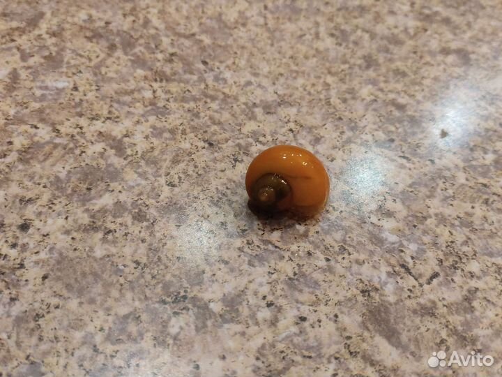 Улитка Ампуллярия