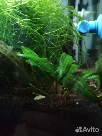 Креветки, анциструсы, аквариумные растения