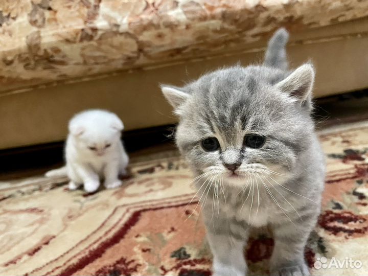 Шотландская