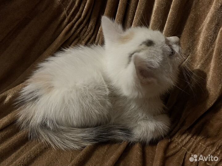 Котята бесплатно